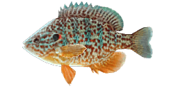 PUMPKINSEED