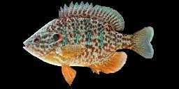 PUMPKINSEED