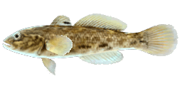 ROUND GOBY