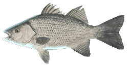 SILVER BASS