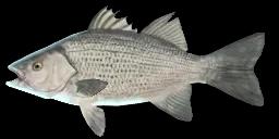 SILVER BASS