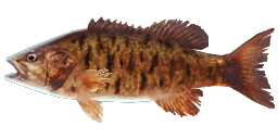 SMALLMOUTH BLACK BASS