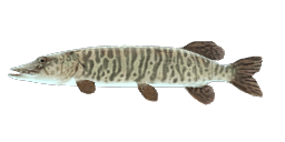 TIGER MUSKIE