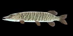 TIGER MUSKELLUNGE