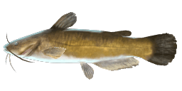 YELLOW BULLHEAD