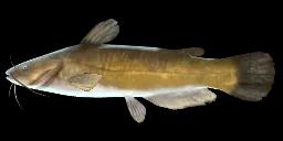 YELLOW BULLHEAD