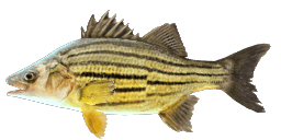 YELLOW STRIPED BASS