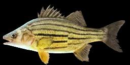 YELLOW STRIPED BASS