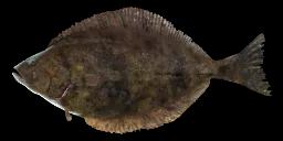 AMERICAN PLAICE