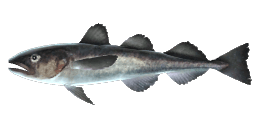 ARCTIC COD