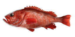 BEAKED REDFISH