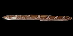 GREATER EELPOUT