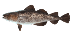 GREENLAND COD