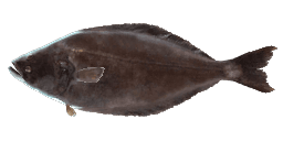 GREENLAND HALIBUT