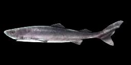 GREENLAND SHARK