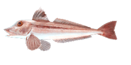 GREY GURNARD