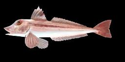 GREY GURNARD