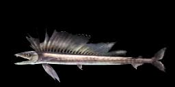 LONG SNOUTED LANCETFISH