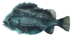 LUMPFISH