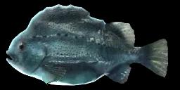 LUMPFISH