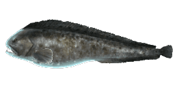 NORTHERN WOLFFISH