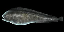 NORTHERN WOLFFISH