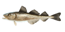 POLAR COD