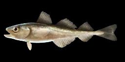 POLAR COD