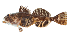 SHORTHORN SCULPIN