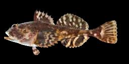 SHORTHORN SCULPIN