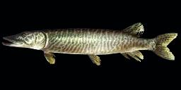 MIGHTY MUSKELLUNGE