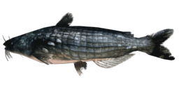 PREHISTORIC BLUE CATFISH