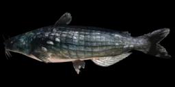 PREHISTORIC BLUE CATFISH