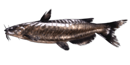 PREHISTORIC CHANNEL CATFISH