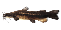 PREHISTORIC FLATHEAD CATFISH