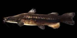 PREHISTORIC FLATHEAD CATFISH