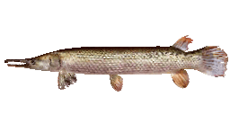 PREHISTORIC GAR