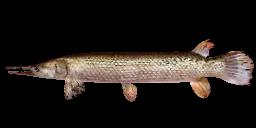 PREHISTORIC GAR