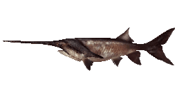 PREHISTORIC PADDLEFISH