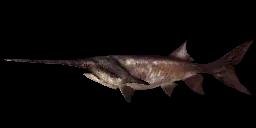 PREHISTORIC PADDLEFISH