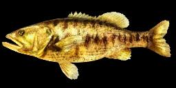 Guadalupe Bass