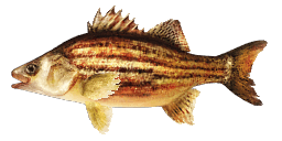 THANKSGIVING YELLOW BASS