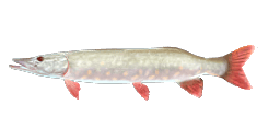 ALBINO MUSKELLUNGE