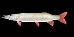 ALBINO MUSKELLUNGE