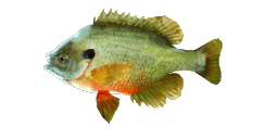 BLUEGILL