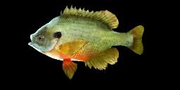 BLUEGILL