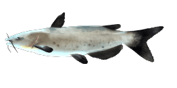 CHANNEL CATFISH