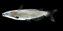 CHANNEL CATFISH