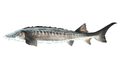 LAKE STURGEON