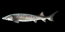 LAKE STURGEON